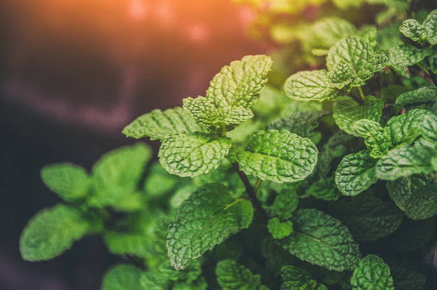 fresh mint herbs